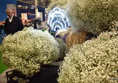 This are Ball's gypsophilas Alba and Polar Bear, in a world of tiny giants.